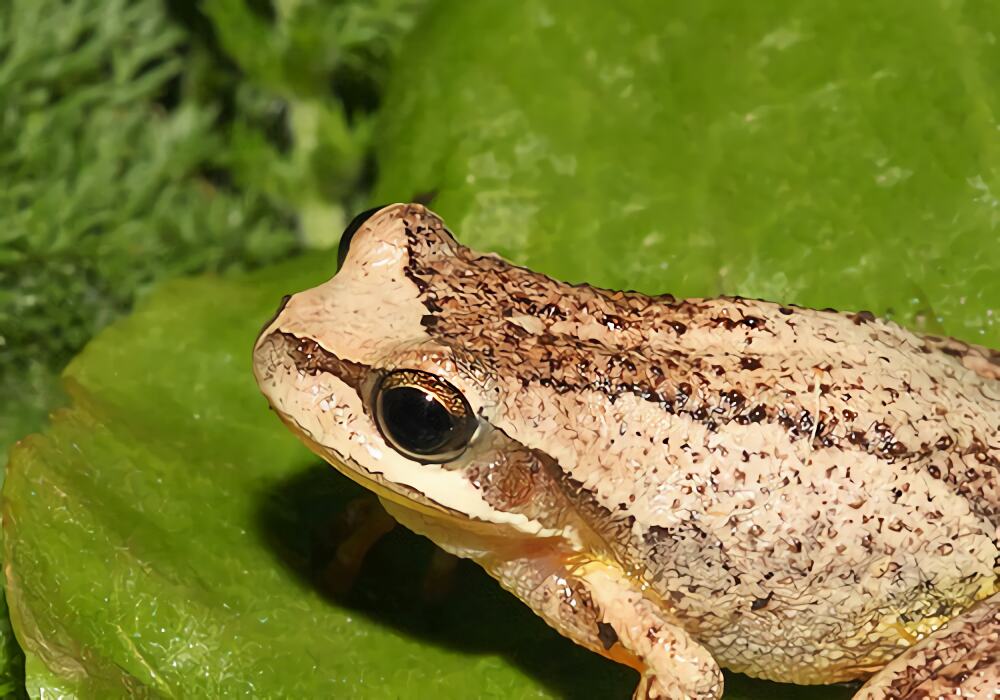 棕树蛙身份信息