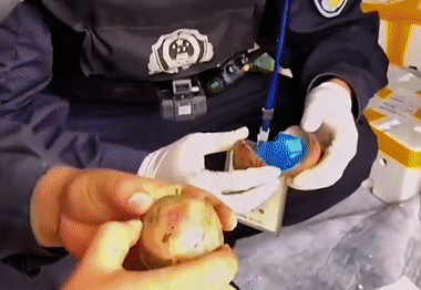 警犬执勤时偷吃百香果,训导员却大加赞赏:好样的!