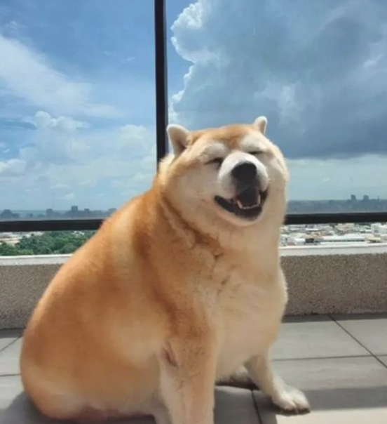 女子带柴犬外出散散步,却总被别人误以为是海象:这身型用心的吗?