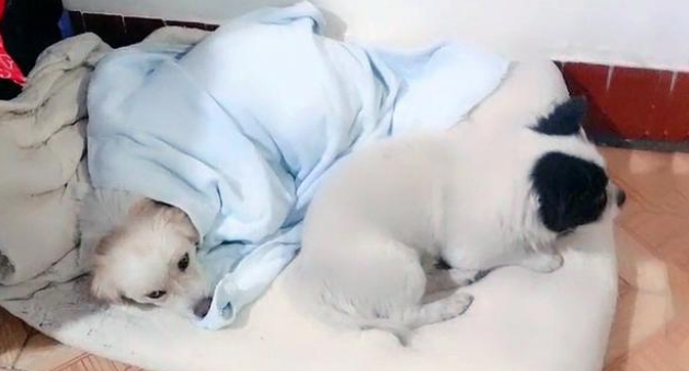 现实版“忠犬八公”,火车站苦等主人一年,好心人用爱将其感化