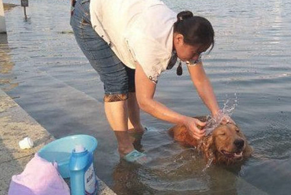 金毛被主人拖去小河边冼澡,回绝抵抗的模样,看见莫名其妙了解呀