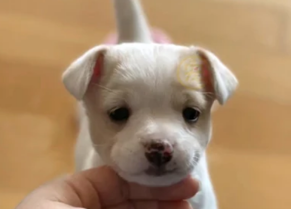 连续两次被弃养的狗狗,逐渐变得自卑