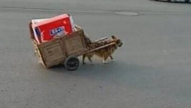 狗狗帮主人去捡垃圾赚钱,和主人讨钱时很配合主人!真的好乖!