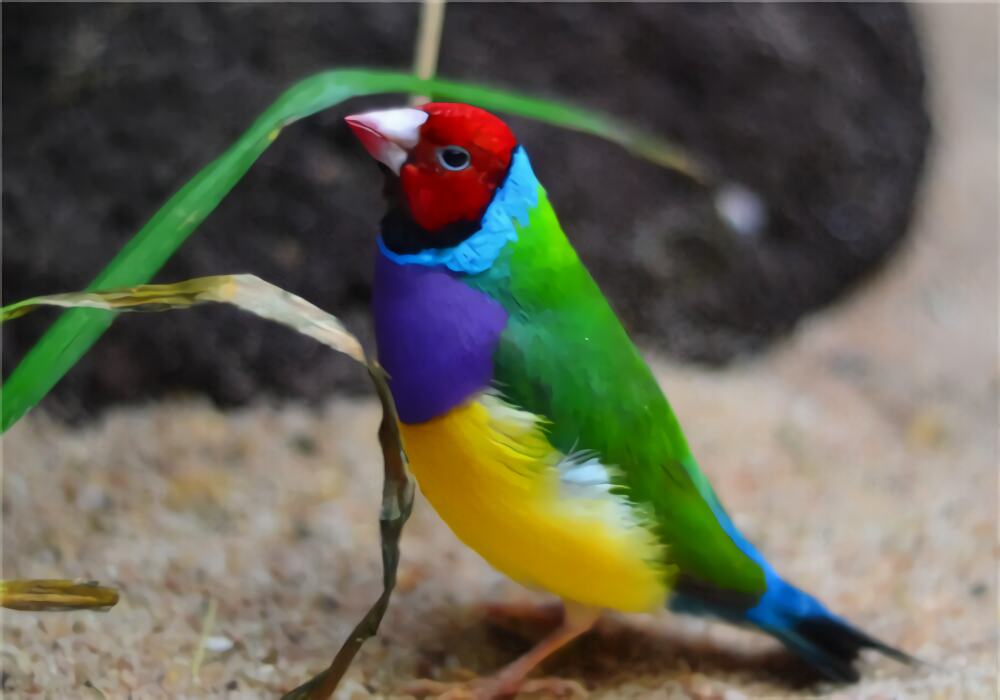 七彩文鸟身份信息