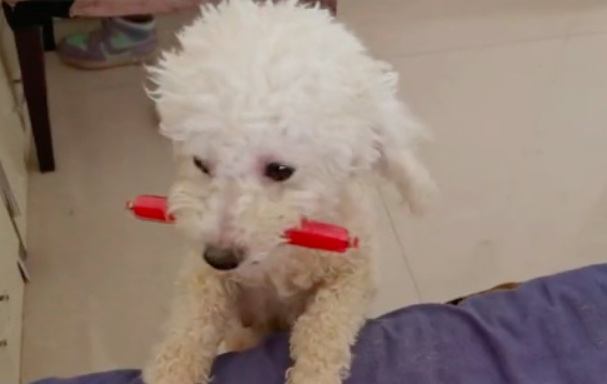 以为狗要偷吃火腿肠,没想到却叼着来到生病小主人旁