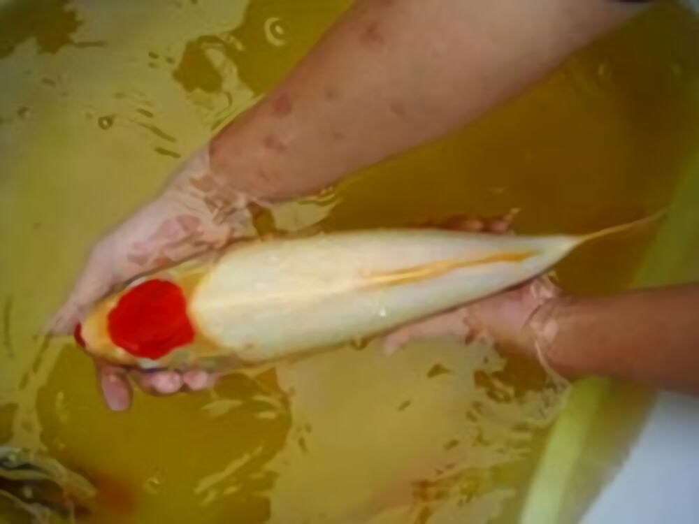 丹顶锦鲤身份信息