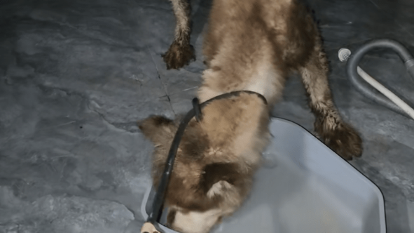 主人拿不出500块钱,身处宠物店的阿拉斯加犬活得还不如一条流浪狗
