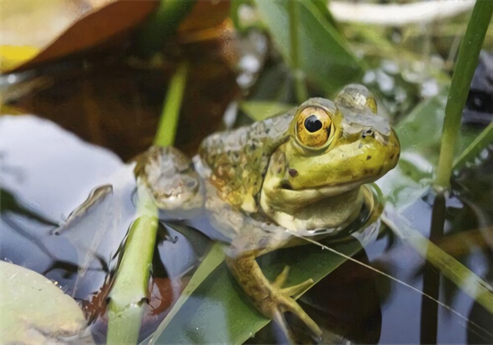 青铜蛙身份信息