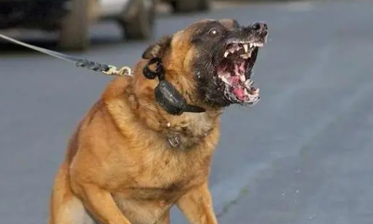 又一起恶犬伤人事件,伤者大动脉被咬破,该管的除了狗,还有养主