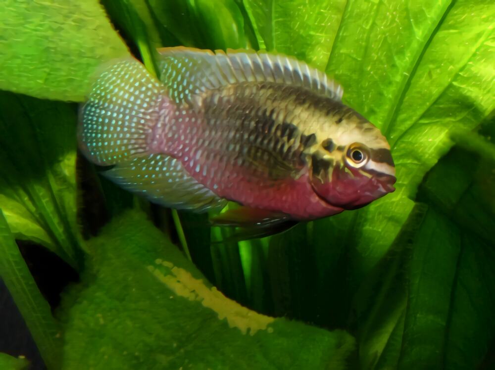 红鳃皇冠身份信息