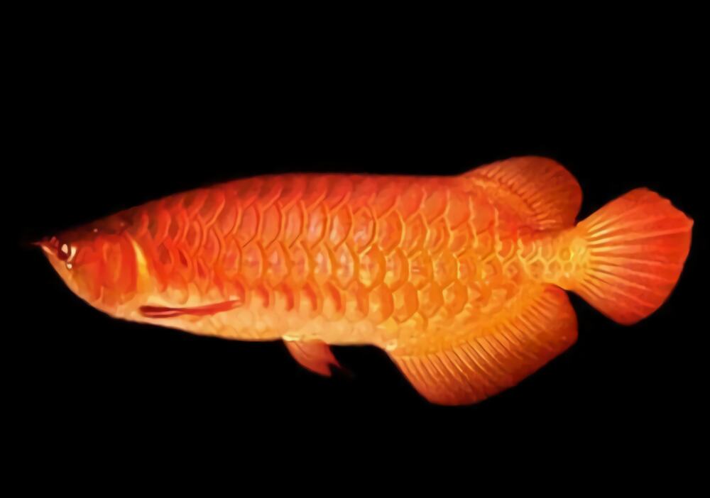 橙红龙鱼身份信息