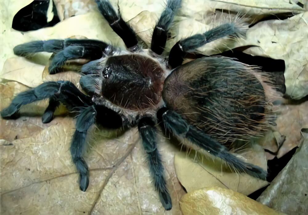 哥斯达黎加红尾身份信息