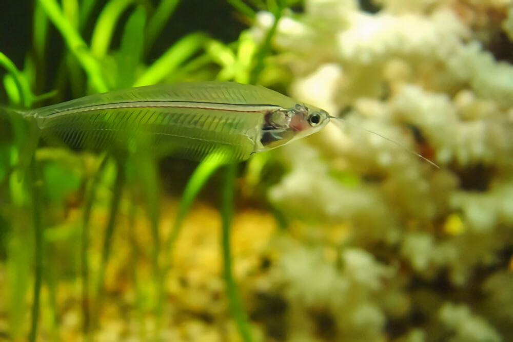 玻璃猫身份信息