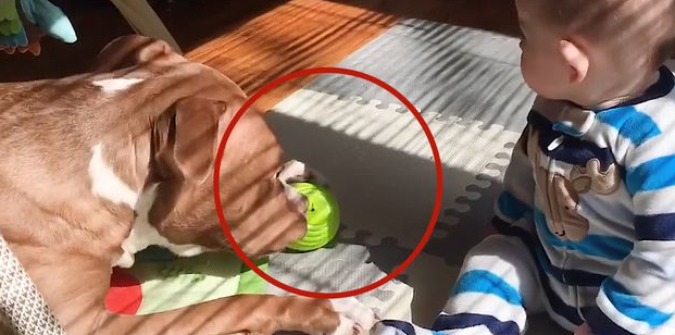 宝宝夺走狗狗的玩具球,你绝对不敢猜到狗狗的反应是什么!