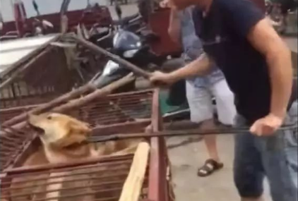 狗贩棒打狗狗头部,狗狗不停呜咽挣扎,引发路人气愤报警!