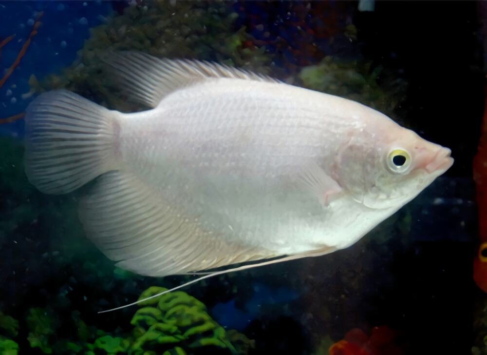 招财鱼身份信息