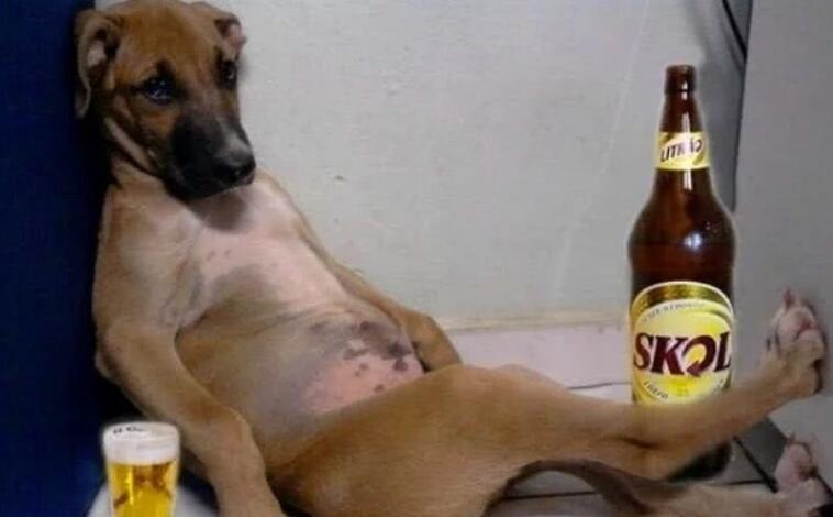 主人不开心喝起了酒,没有人一起喝便把宠物狗叫了过来,结果..