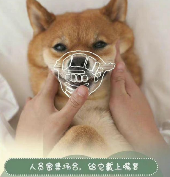 市民带宠物狗进饭店站婴儿座椅里进食、遭网友们狂吐槽