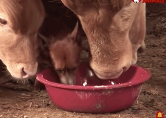 动物间的感情|牛妈妈要被卖掉后,狗子眼里满是泪水