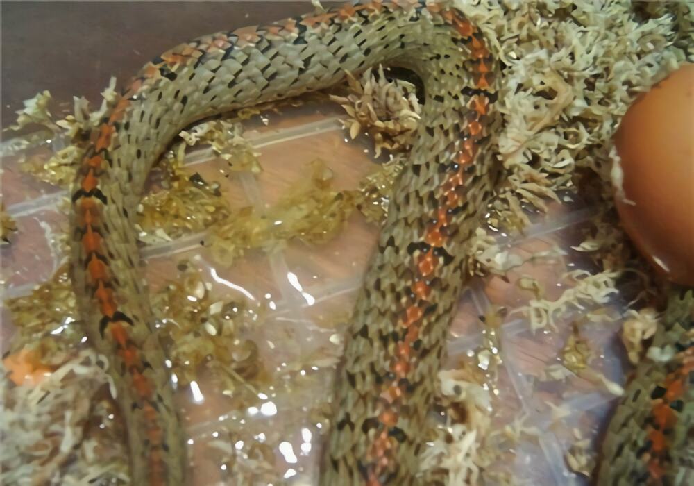 台湾小头蛇身份信息