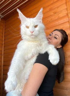 俄罗斯网友晒自家猫猫,却因体型巨大,被误认为是一只狗
