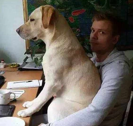 养了拉布拉多犬之后,生活开始发生巨变,再也不敢养了!