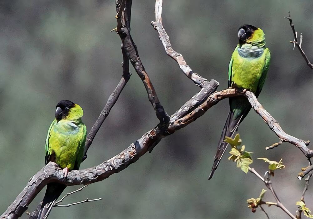 南达锥尾鹦鹉身份信息