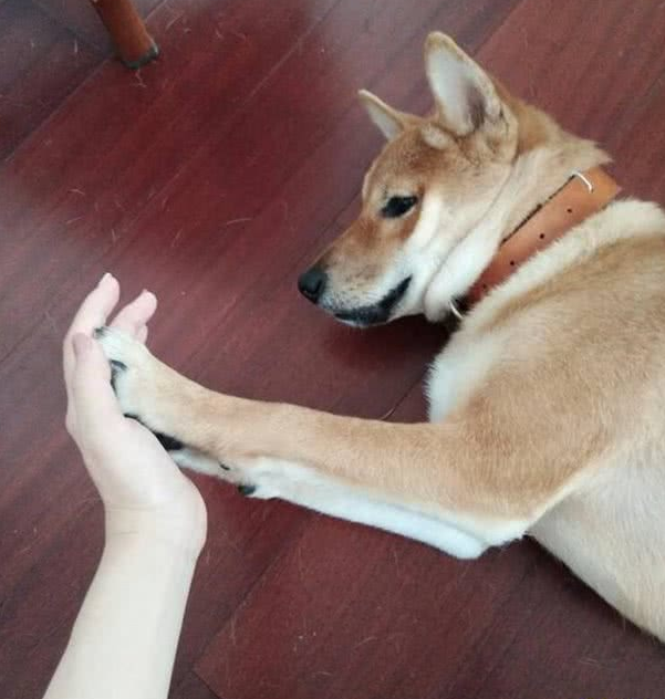 狗狗也会撒娇:麻麻,就这样不要松开好吗