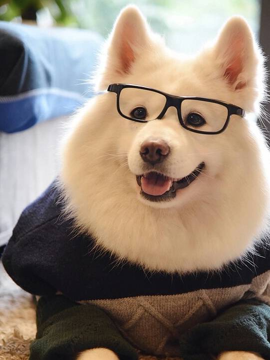 狗狗怎样饮食才健康，不会喂养也别喂死狗狗