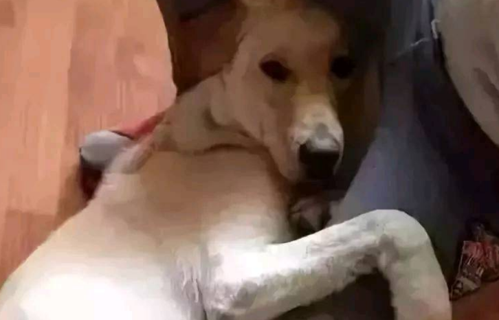 你知道你的狗子为了出去玩 有多拼吗?
