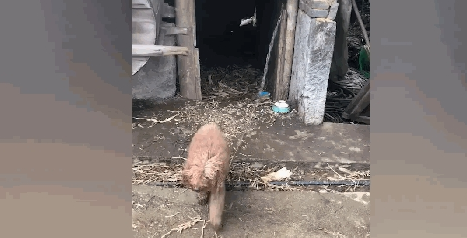 泰迪在农村被养成看家狗,憨壮老实,看到熟人还会摇尾巴……