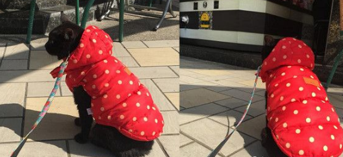 黑猫跟主人买早餐 隔壁阿嬷问:是不是导盲犬?