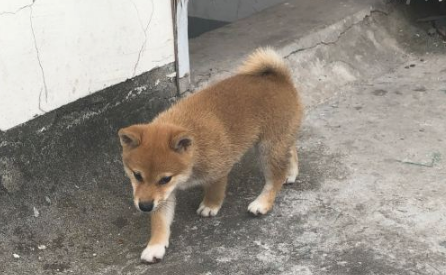 柴犬忽然听见有奇怪的声音,走以往看过一下,結果被吓退了