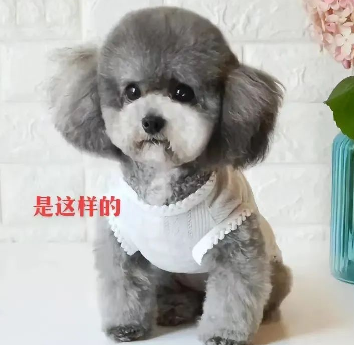 买只狗子老板说是灰贵,越长越好看,可结果