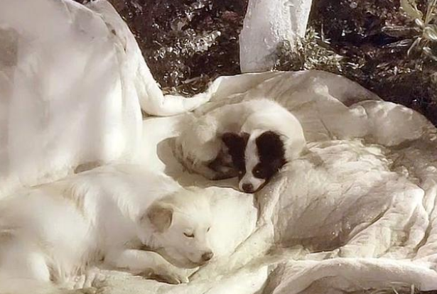 现实版“忠犬八公”,火车站苦等主人一年,好心人用爱将其感化