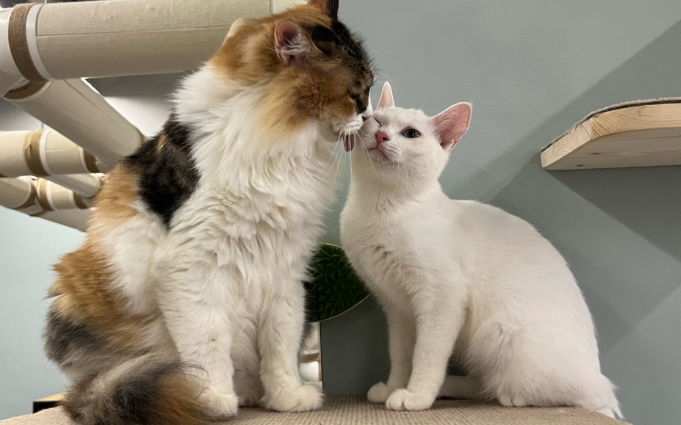 中国首支猫传腹mRNA疫苗进入临床试验，未来可期！