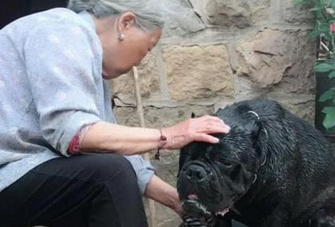奶奶养了一只高加索犬卡斯罗,性情温和的像只小猫咪,狗:谁还不是个宝宝?