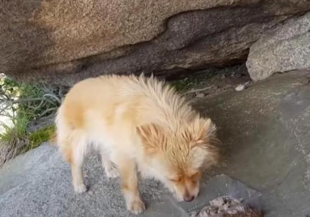 流浪狗两年来不肯下山,主人没安好心,它却很忠诚