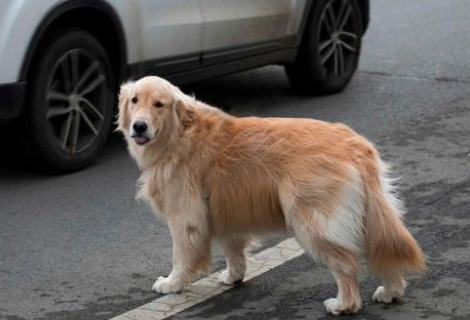 连续两次被抛弃的金毛犬,叼着牵引绳在雨中呜咽,狗:主人你在哪