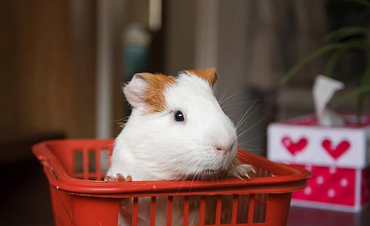 猫狗年均消费5016元!比养孩子便宜多了?全球最受欢迎宠物top10
