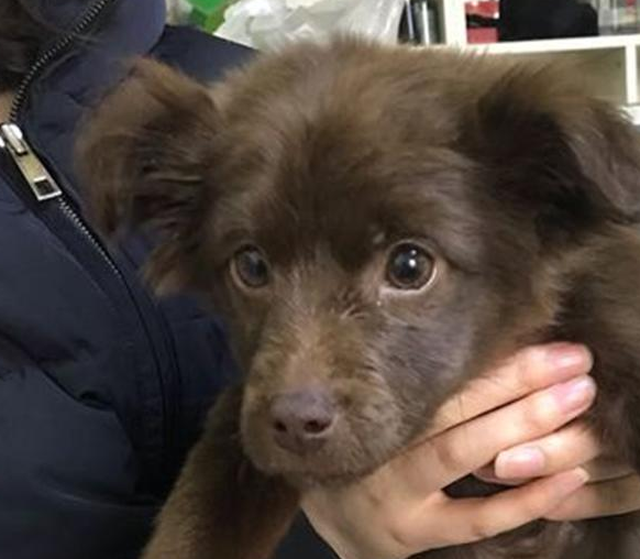 女生喂流浪犬一次就一直心心牵挂着,再碰到它时,这下兴奋坏掉