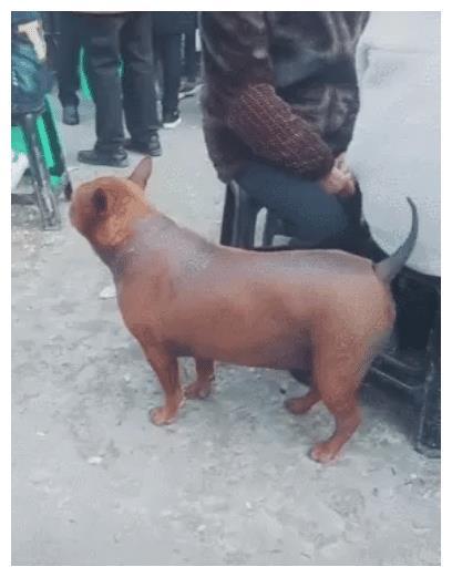 路边遇到一只脆皮狗，外焦里嫩，看着很好吃，动起来后扎心了