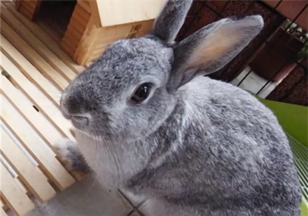 金吉拉兔身份信息