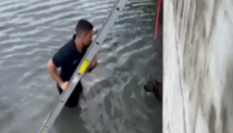 消防员壮汉神救援！一鼓作气拯救落水狗狗