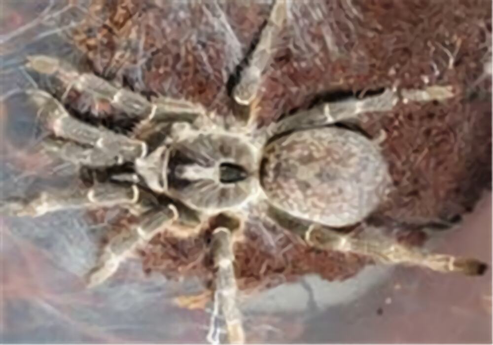 东非角巴布身份信息