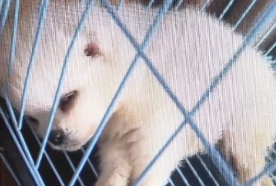 直播间买的博美犬，不到一周就病死了？宠物店：跟我没关系