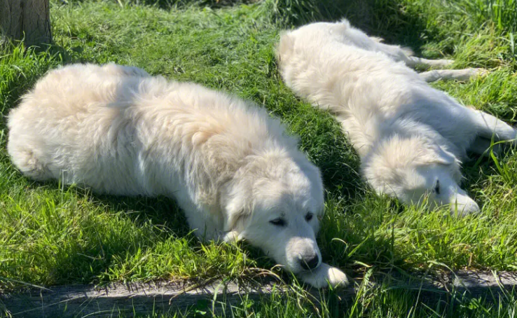 牧羊犬遇到一群笨羊,一言不合就和狗狗打了起来,气死狗了!