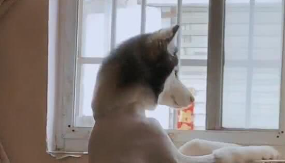 主人喂邻居狗吃东西,二哈在窗口看到了,二哈:你敢背叛我!