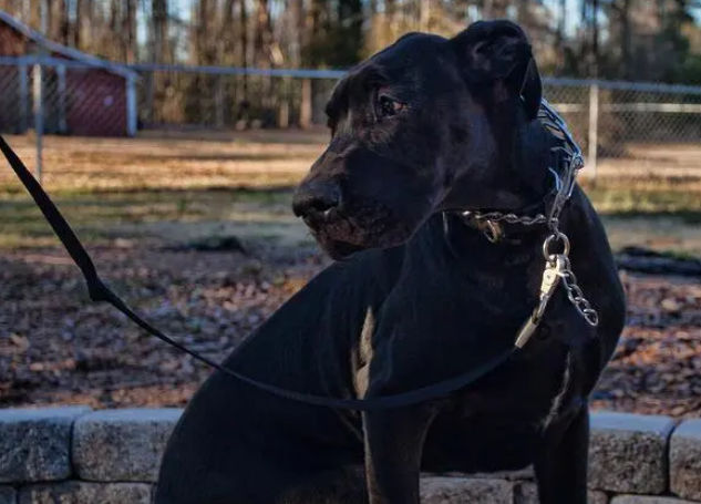 北京大型犬只管理政策:超过35厘米的狗狗如何合法办证