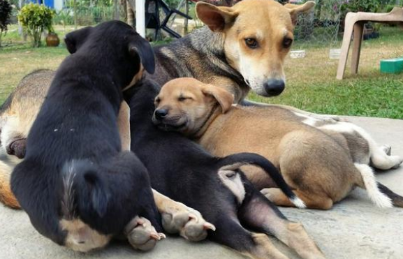 捡到只小奶狗,狗妈妈竟三番五次找上门,但它并不是来要孩子!